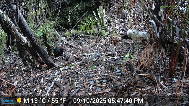 Black-throated Huet-huet - ML646698918