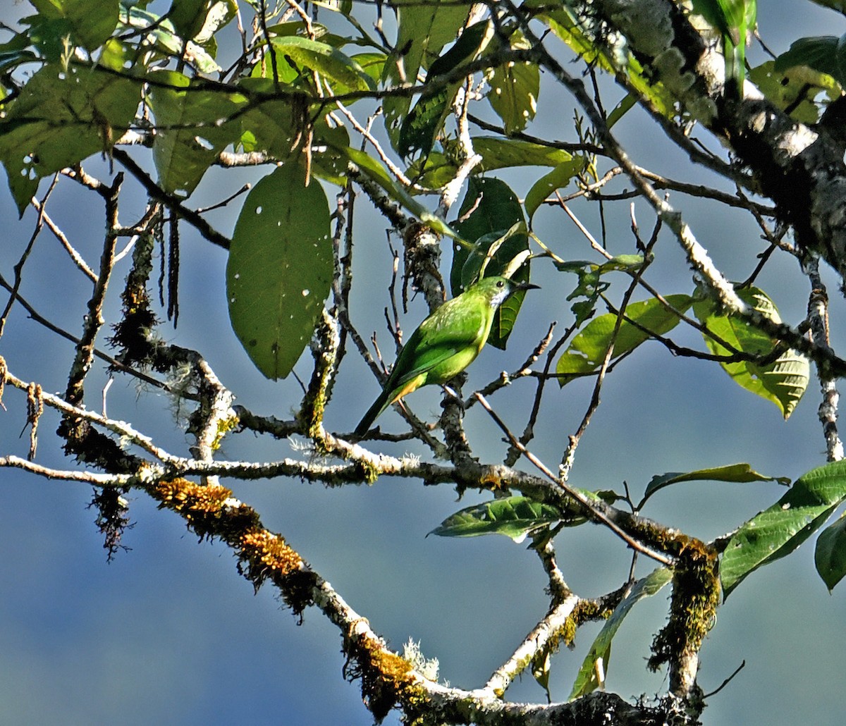 sýkavka oranžovobřichá - ML646698923