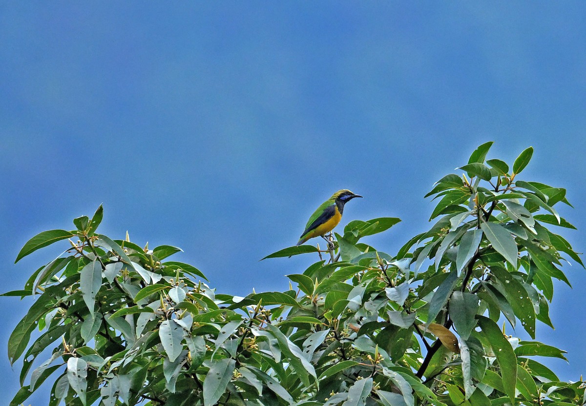 sýkavka oranžovobřichá - ML646698924