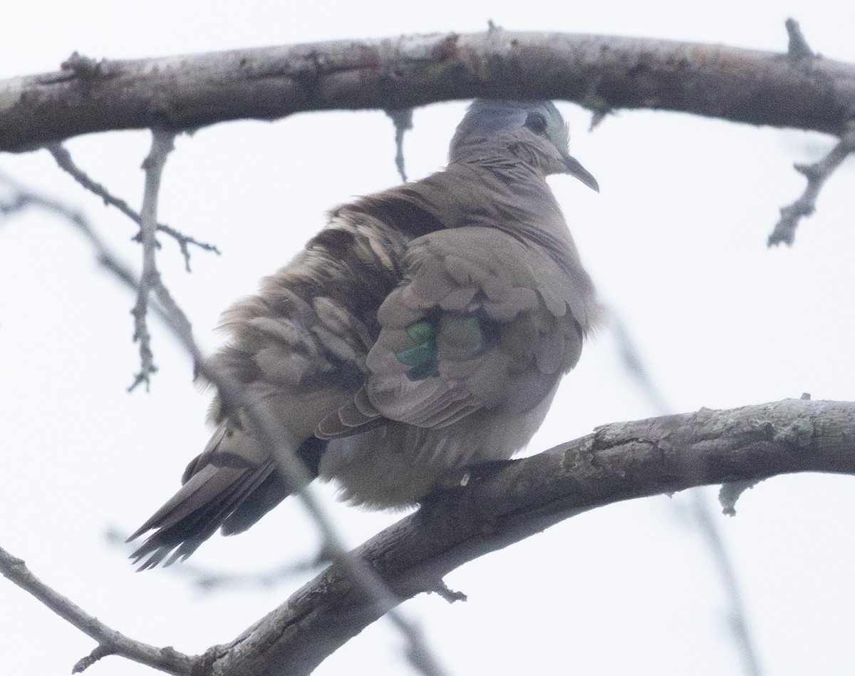 grønnflekkalvedue - ML646698926