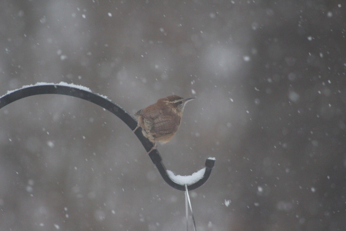 Carolina Wren - ML646698927
