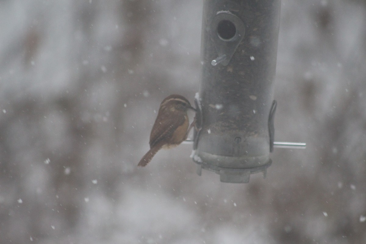 Carolina Wren - ML646698928