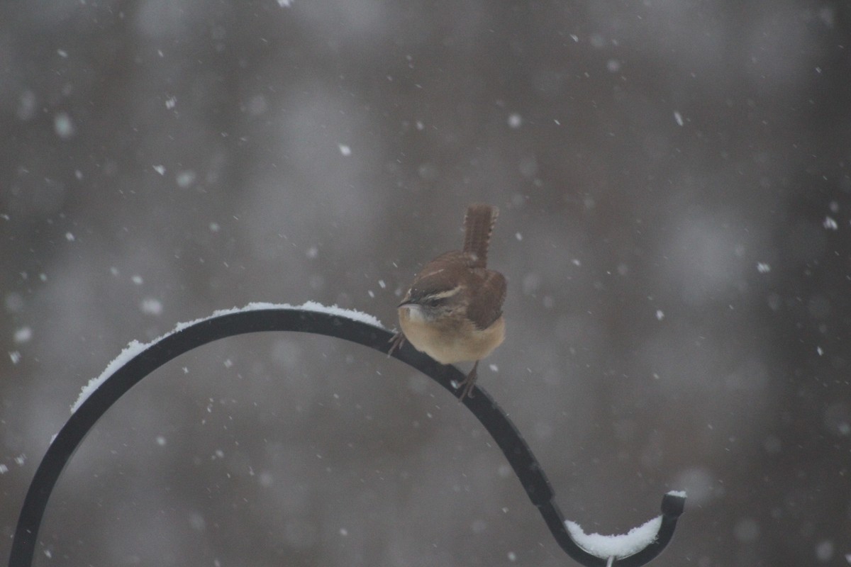 Carolina Wren - ML646698929