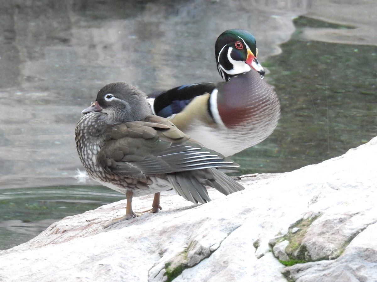 Canard branchu - ML646698930