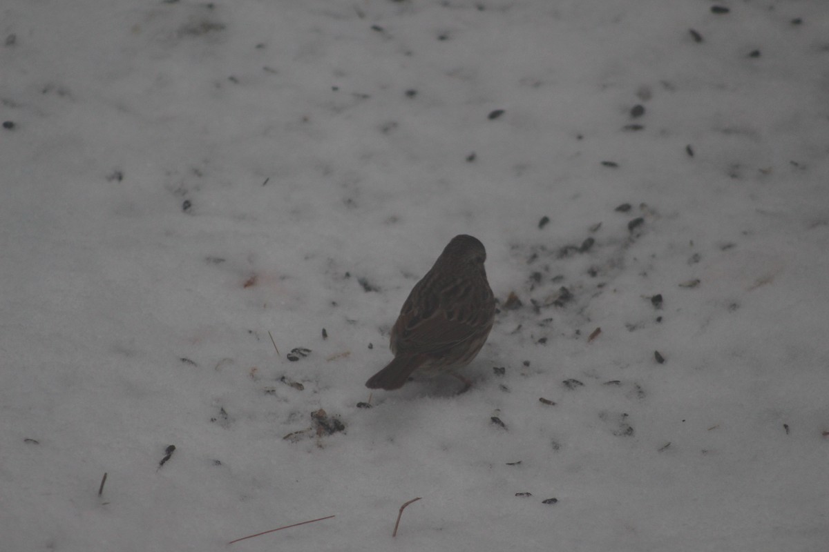 Field Sparrow - ML646698933