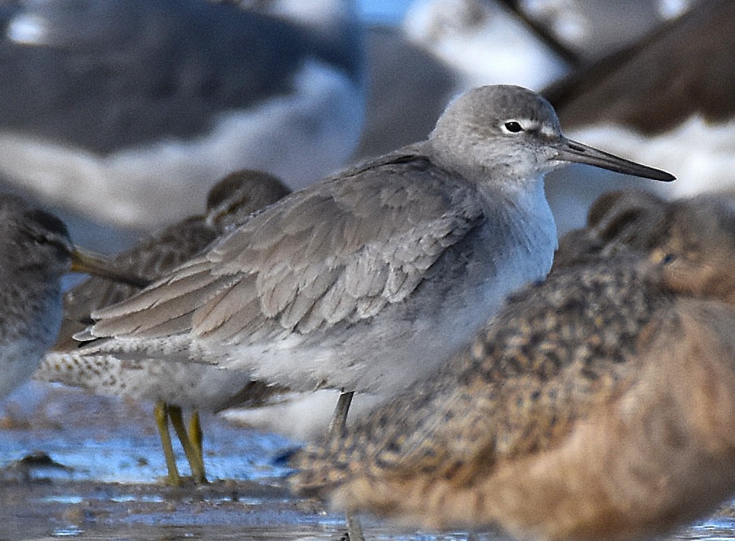 Перепончатопалый улит - ML646698934