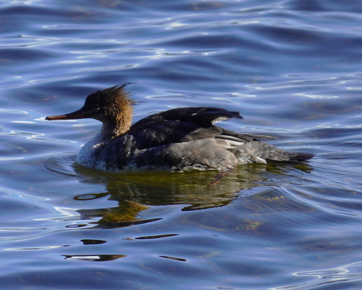 Red-breasted Merganser - ML646698936