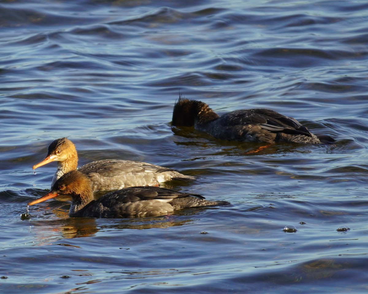 Red-breasted Merganser - ML646698937