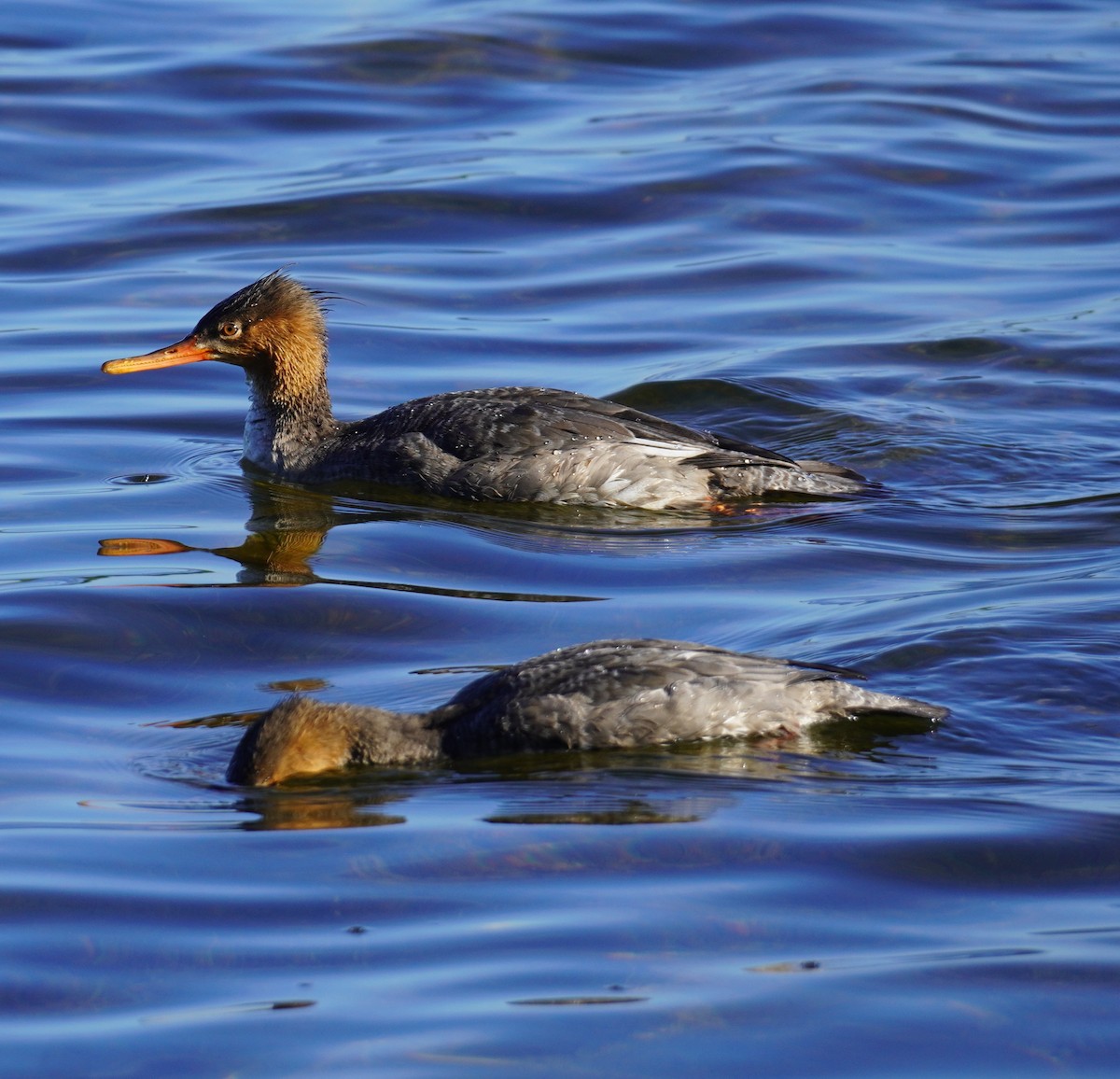 Red-breasted Merganser - ML646698938