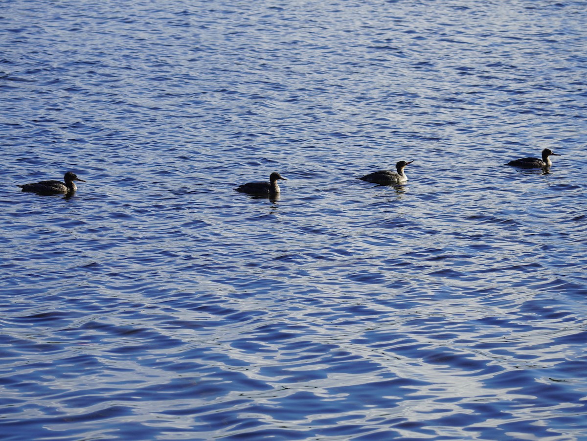 Red-breasted Merganser - ML646698939