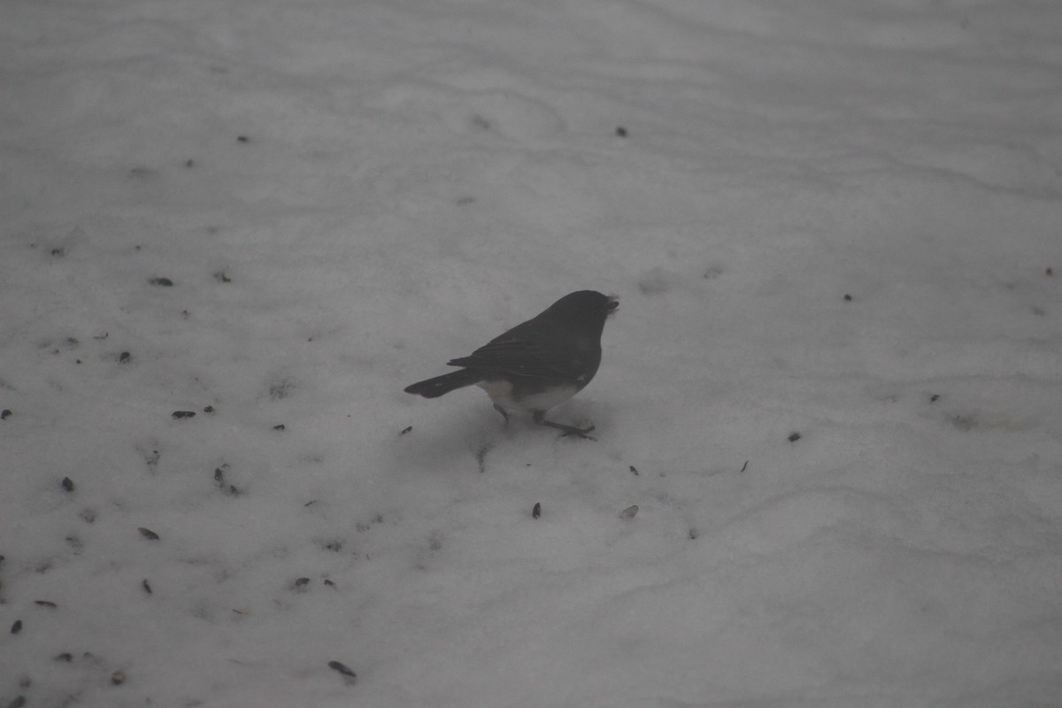 Dark-eyed Junco - ML646698941