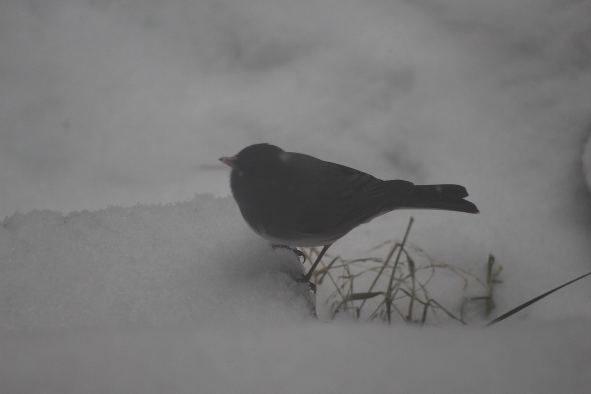 Dark-eyed Junco - ML646698942