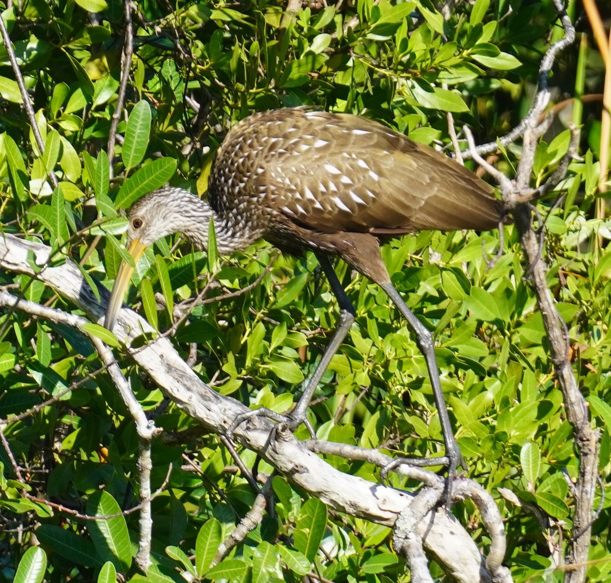 Limpkin - ML646698943