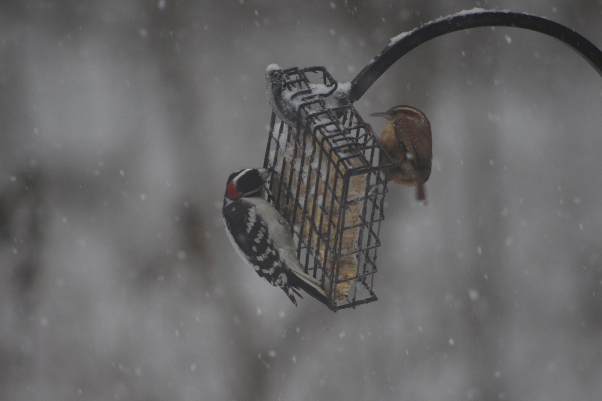 Carolina Wren - ML646698945