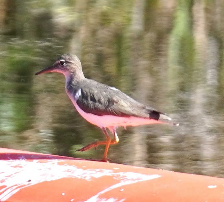 Spotted Sandpiper - ML646698946