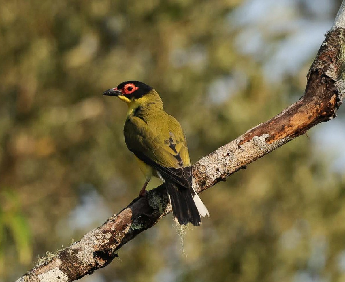 Australasian Figbird - ML646698947