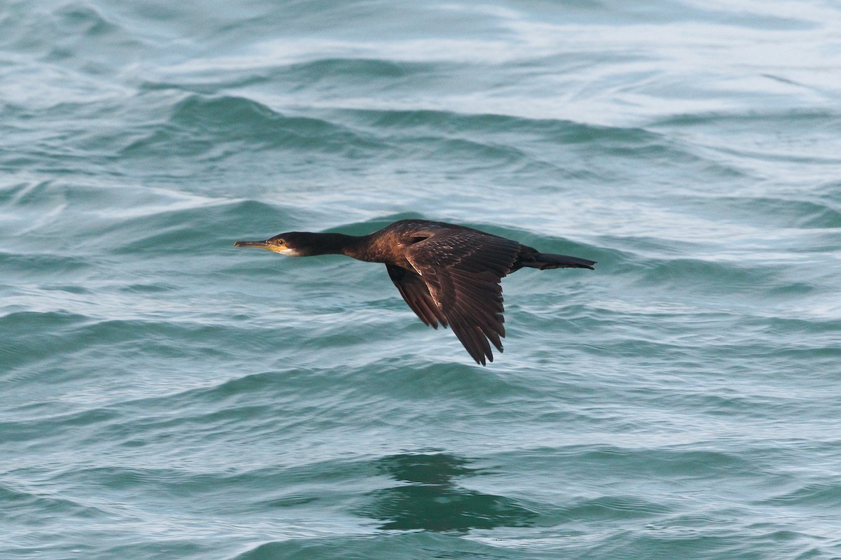 קורמורן ימי - ML646698948