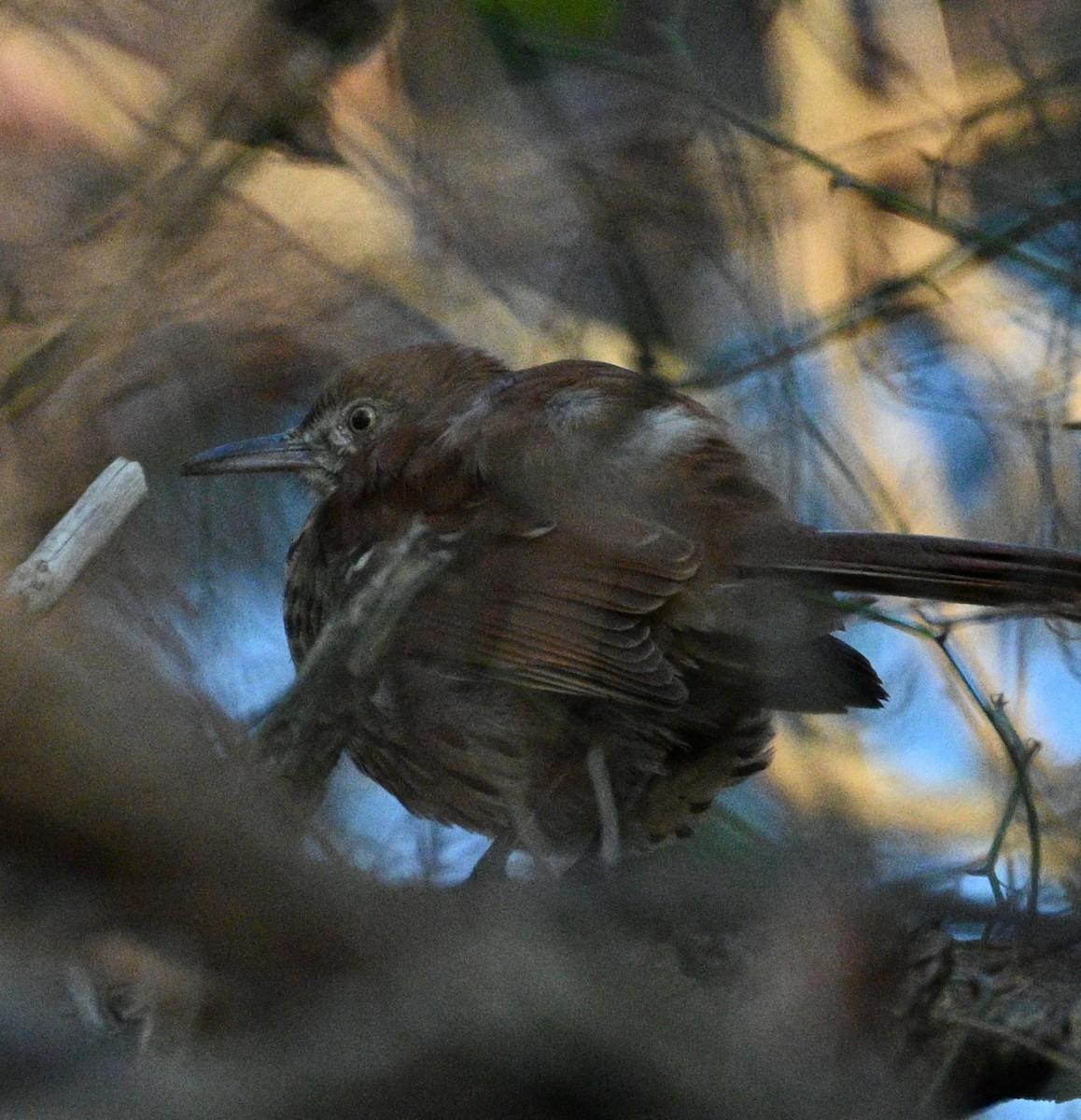 Brown Thrasher - ML646698949
