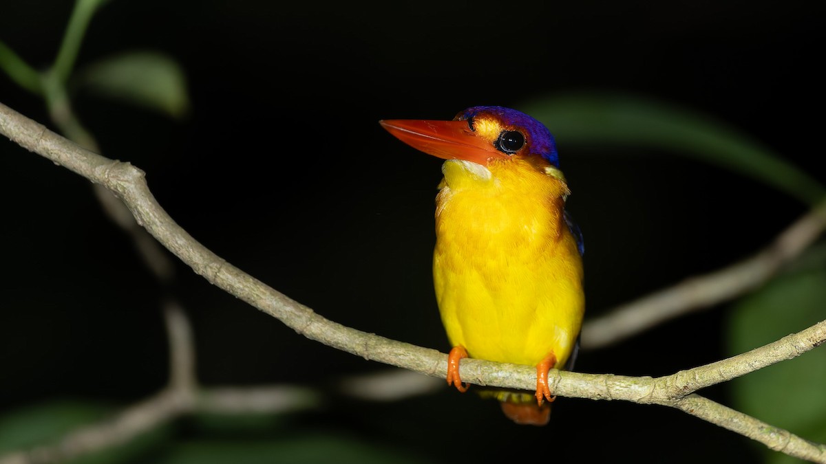 Rufous-backed Dwarf-Kingfisher - ML646698951