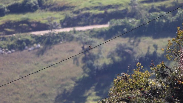 American Kestrel - ML646698952