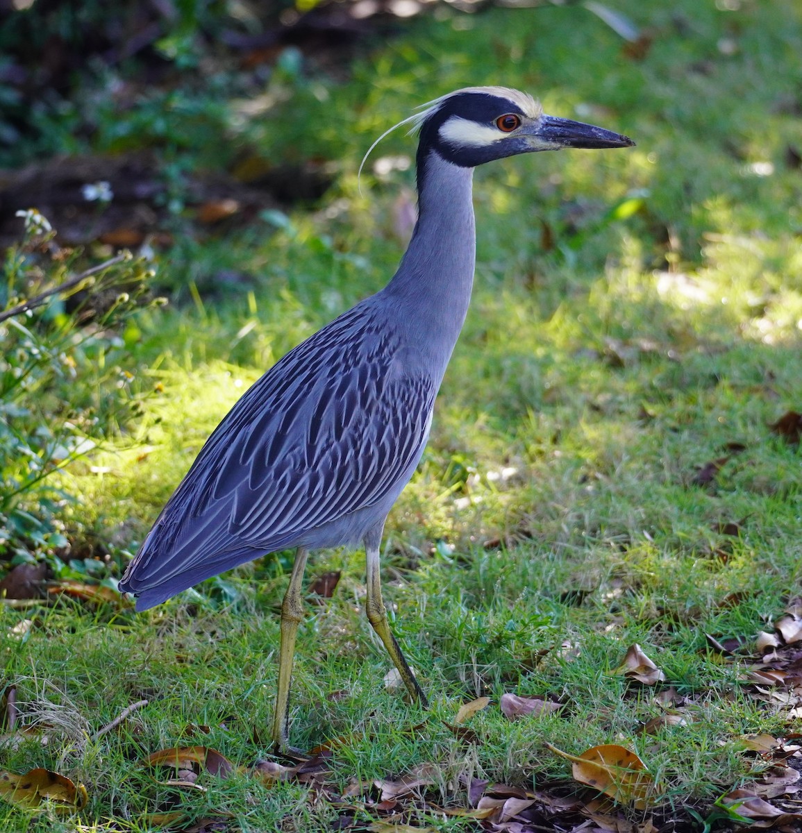 Yellow-crowned Night Heron - ML646698954