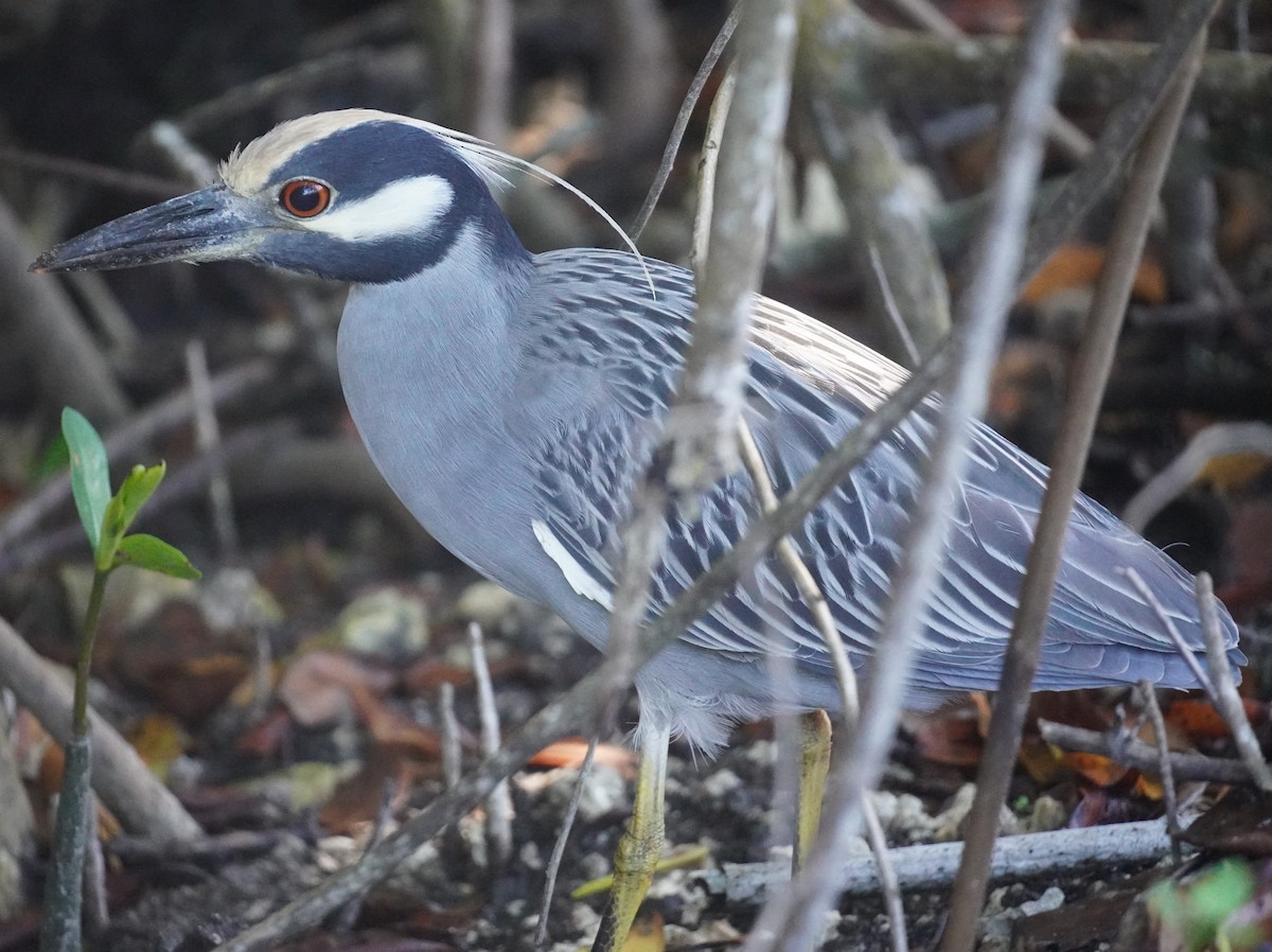 Yellow-crowned Night Heron - ML646698955