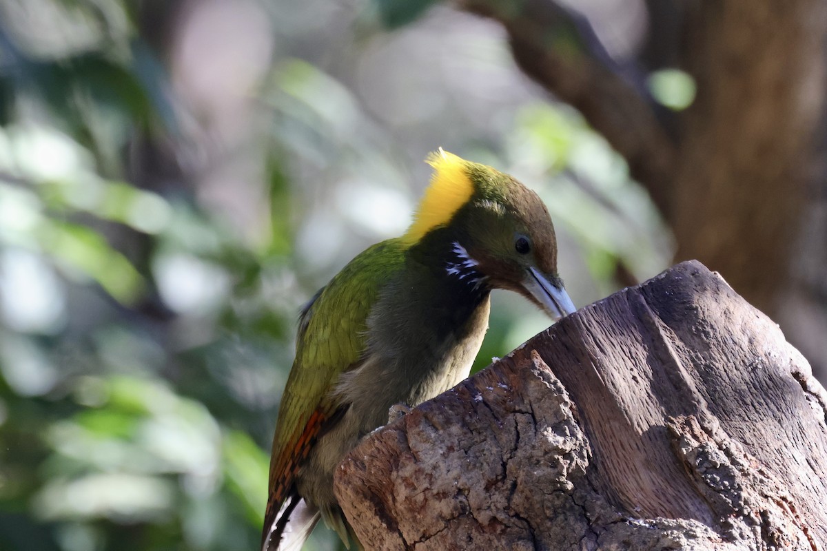 Greater Yellownape - ML646698958