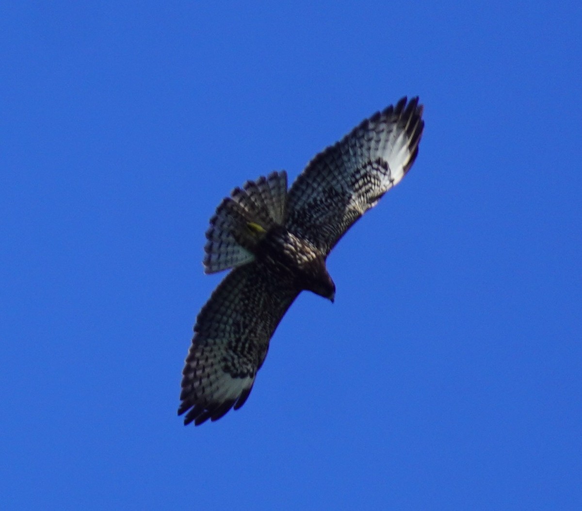 Short-tailed Hawk - ML646698963