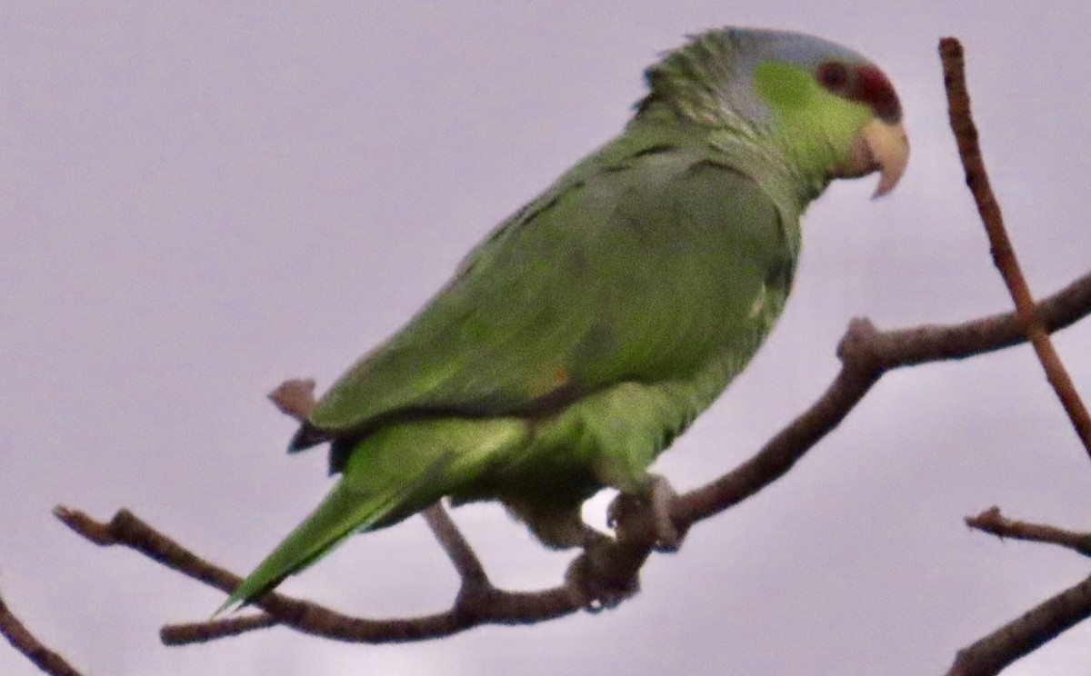 Lilac-crowned Amazon - ML646698975