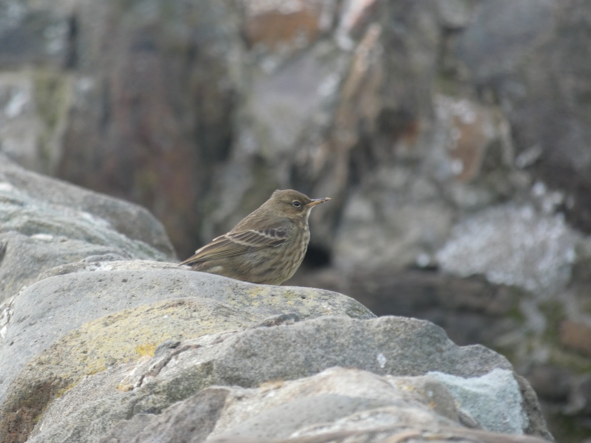 Rock Pipit - ML646698976