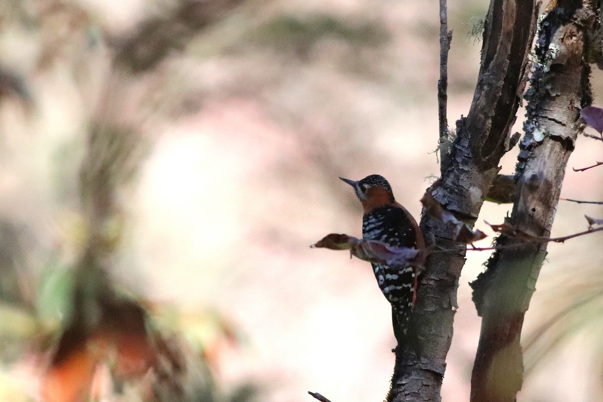 Rufous-bellied Woodpecker - ML646698978