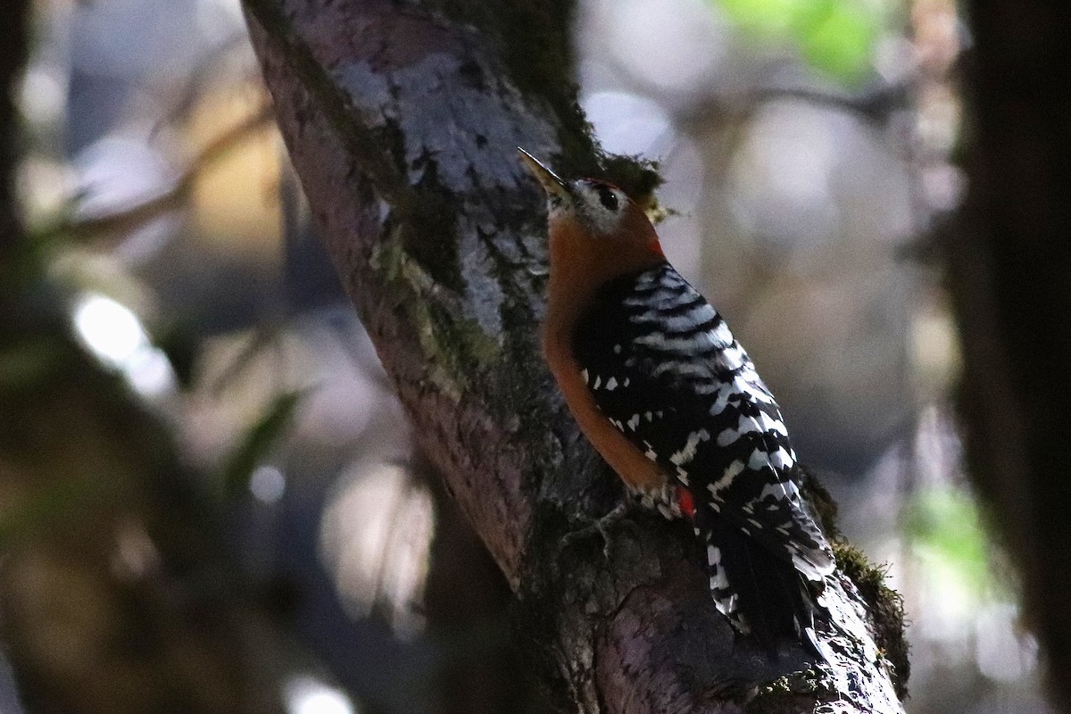 Rufous-bellied Woodpecker - ML646698979