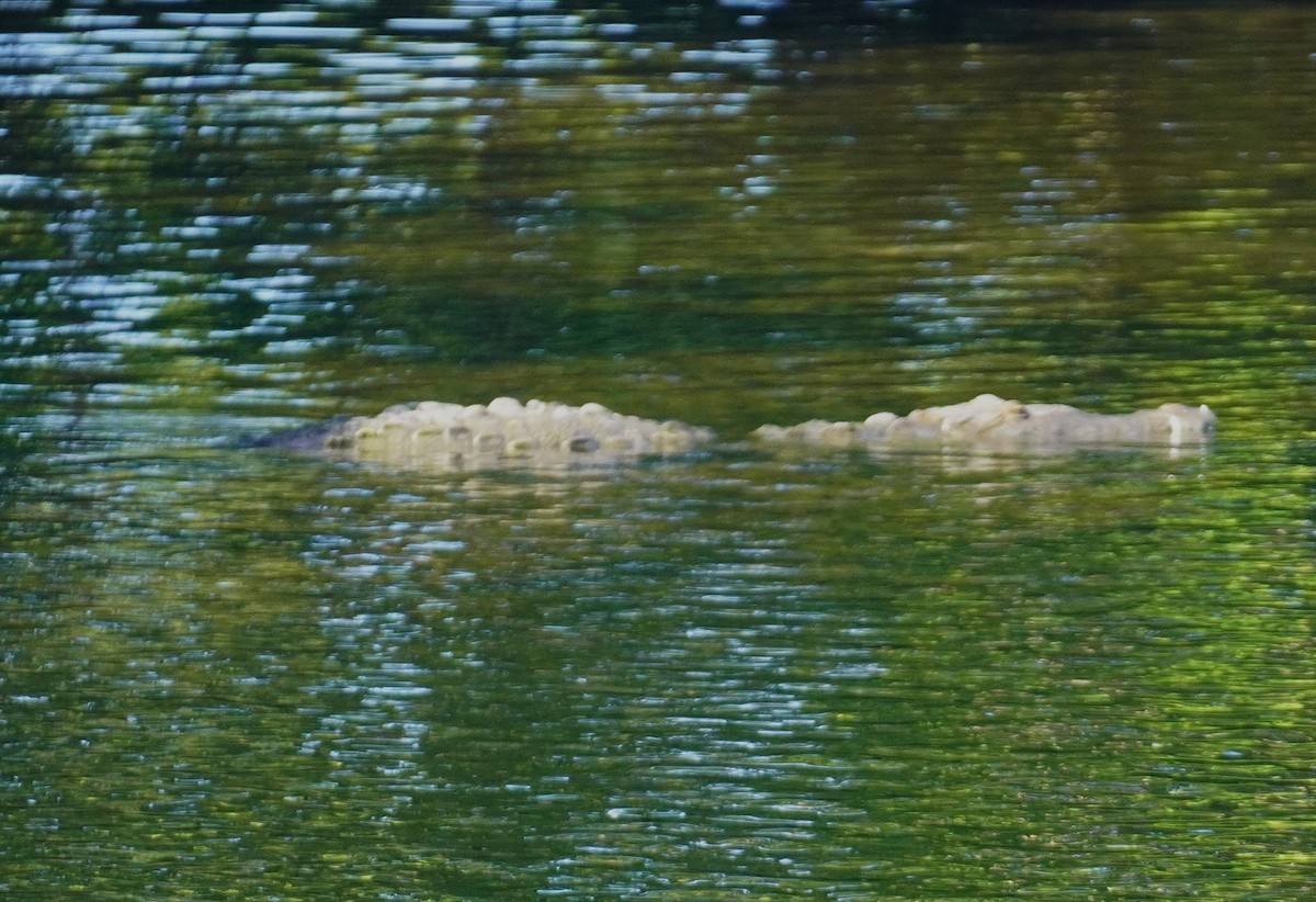 American Crocodile - ML646698980