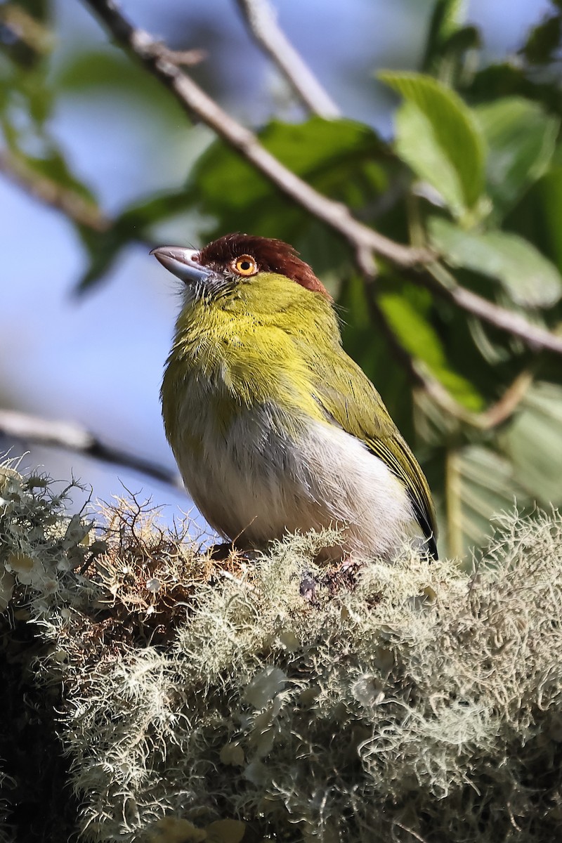 Віреон рудобровий - ML646698981