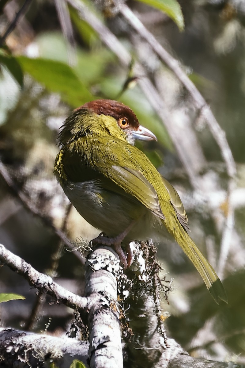 Віреон рудобровий - ML646698982