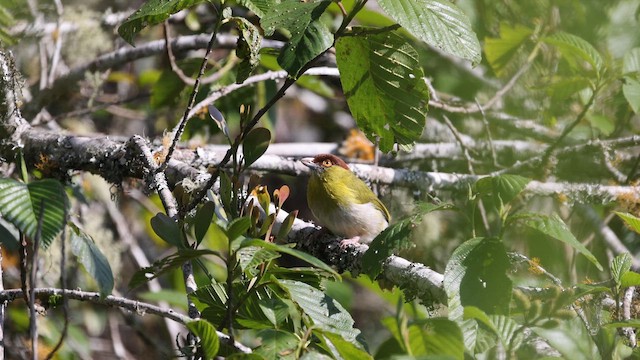Rufous-browed Peppershrike - ML646698983