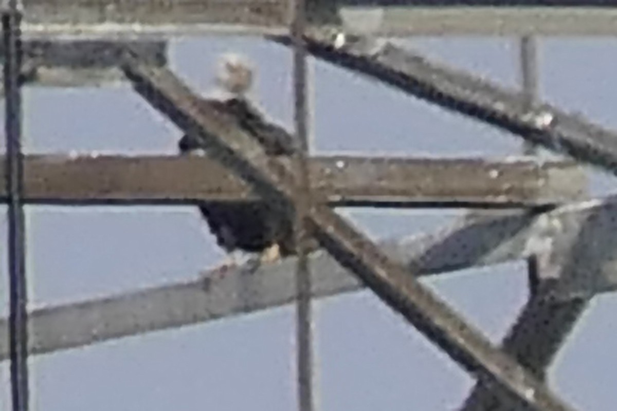 Bald Eagle - ML646698984