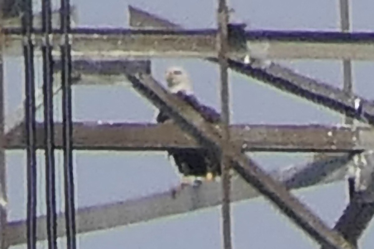 Bald Eagle - ML646698985