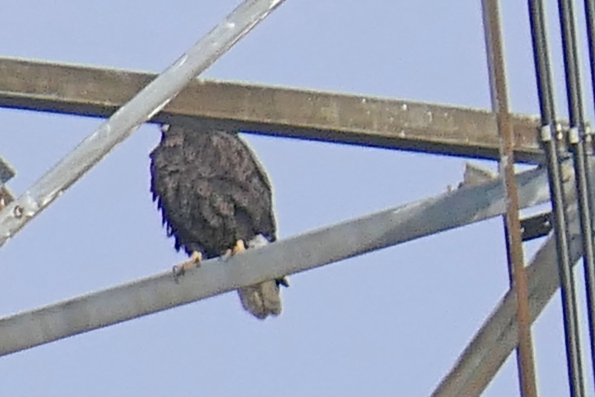 Bald Eagle - ML646698986