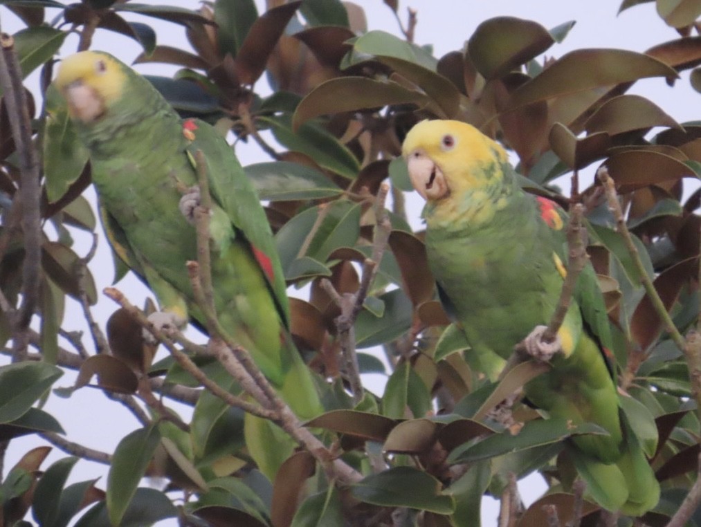Yellow-headed Amazon - ML646698987