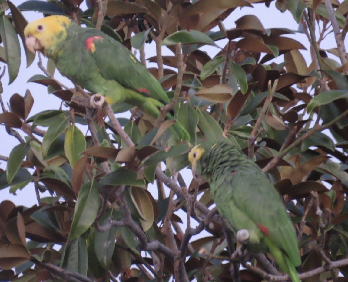 Yellow-headed Amazon - ML646698988