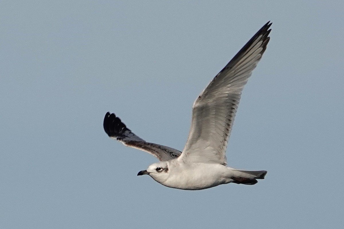 Mediterranean Gull - ML646698989