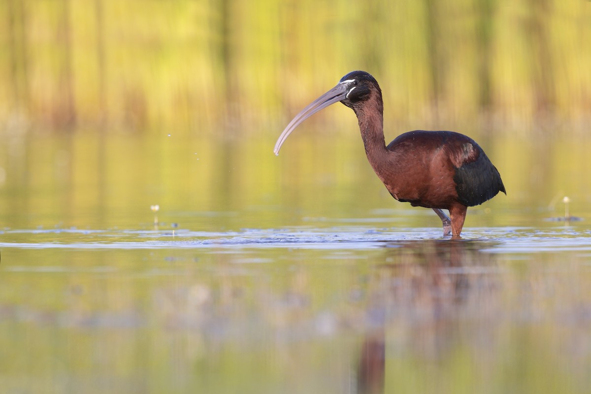Glossy Ibis - ML646698990