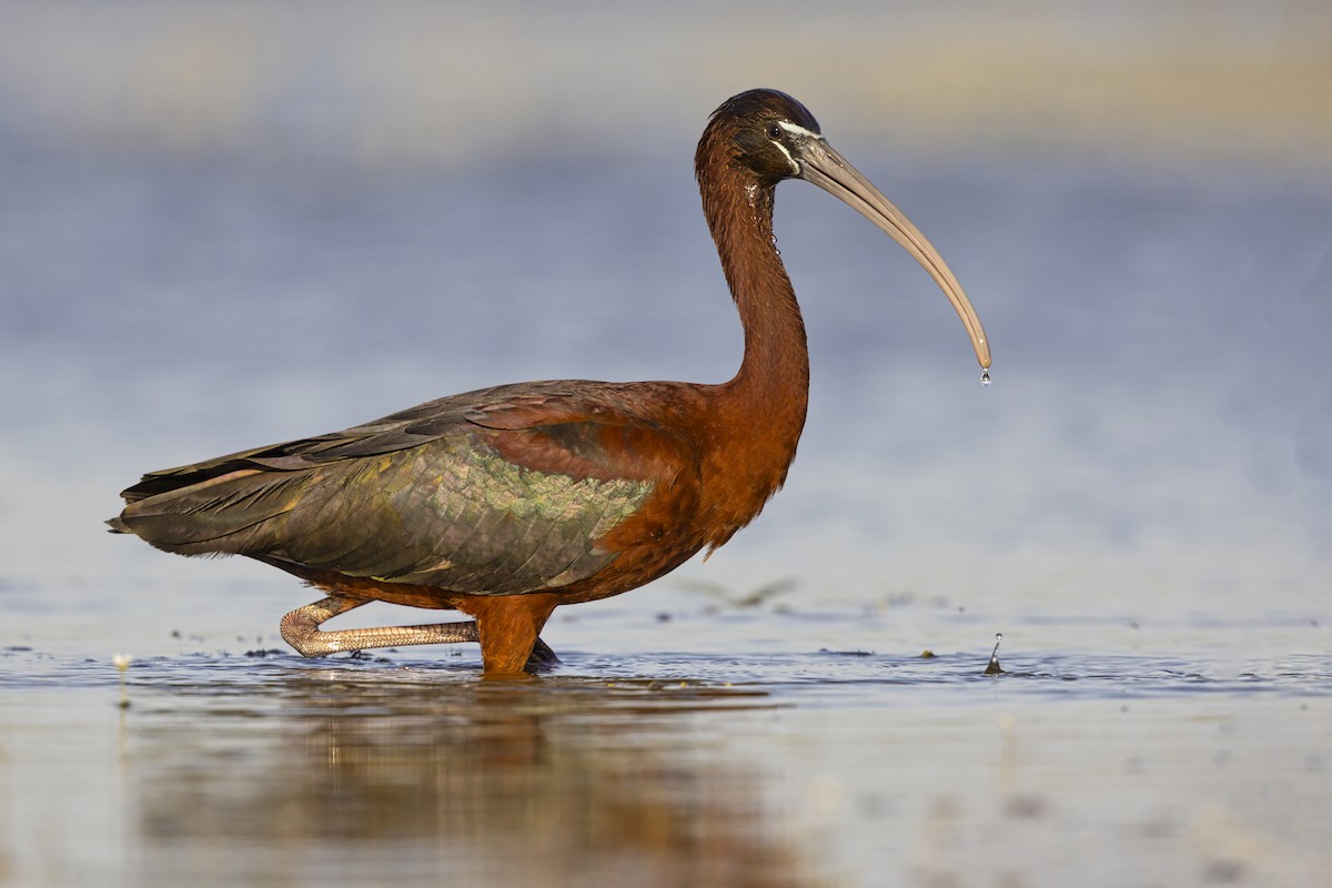 Glossy Ibis - ML646698991
