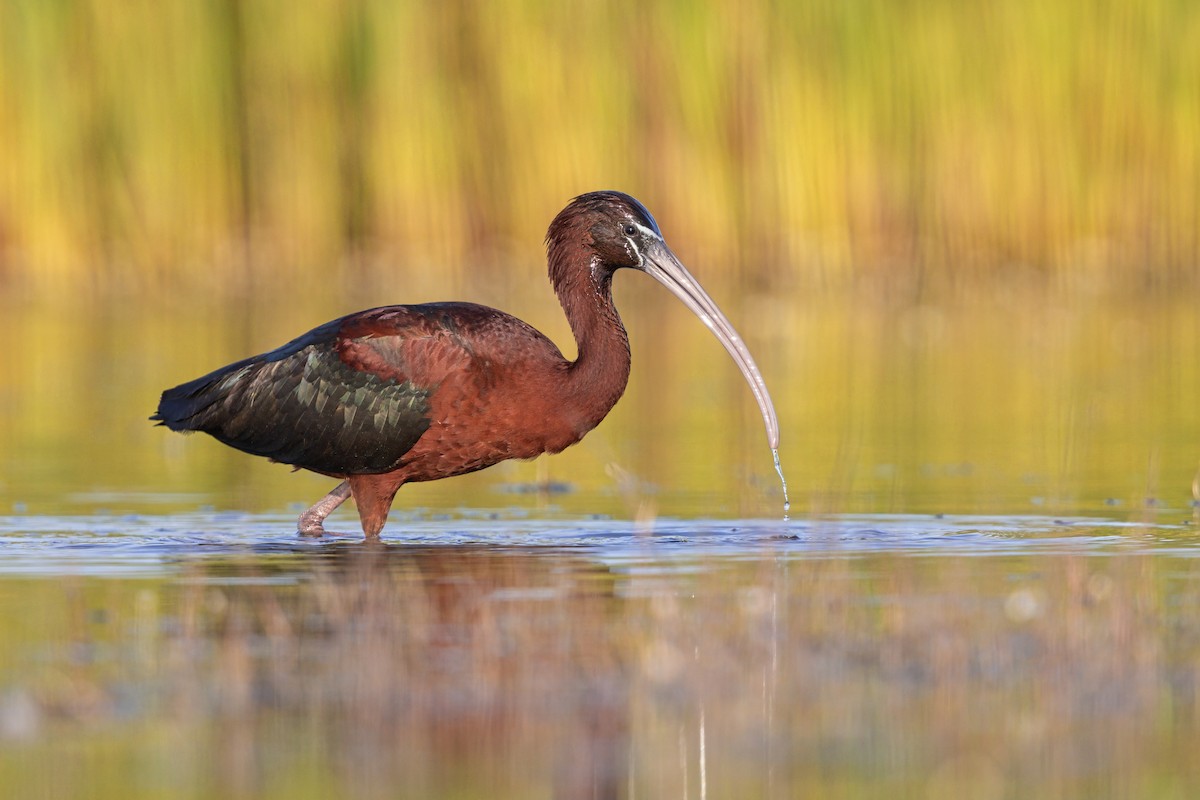 Glossy Ibis - ML646698992