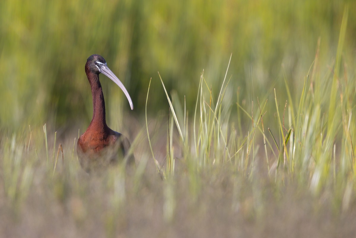 Glossy Ibis - ML646698993