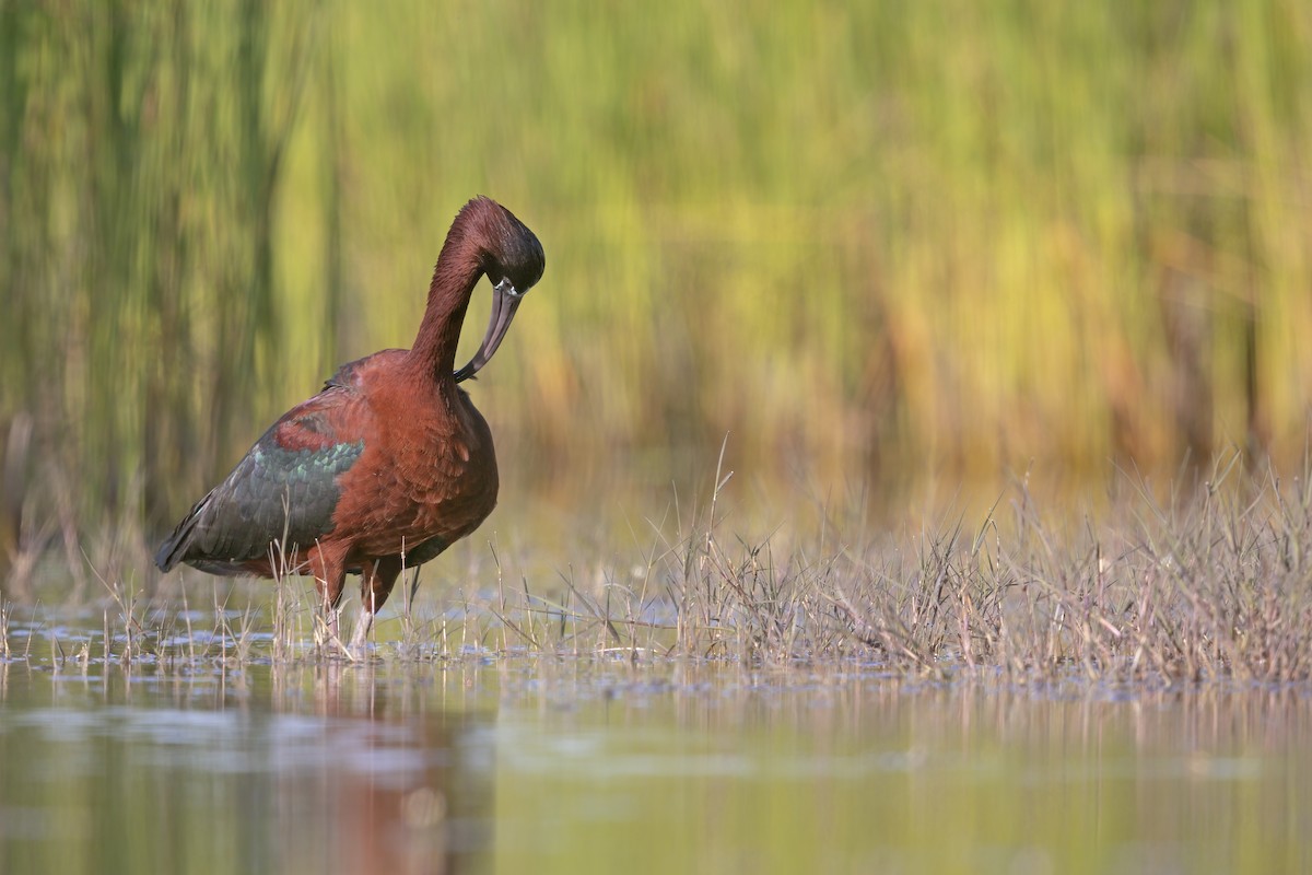 Glossy Ibis - ML646698994