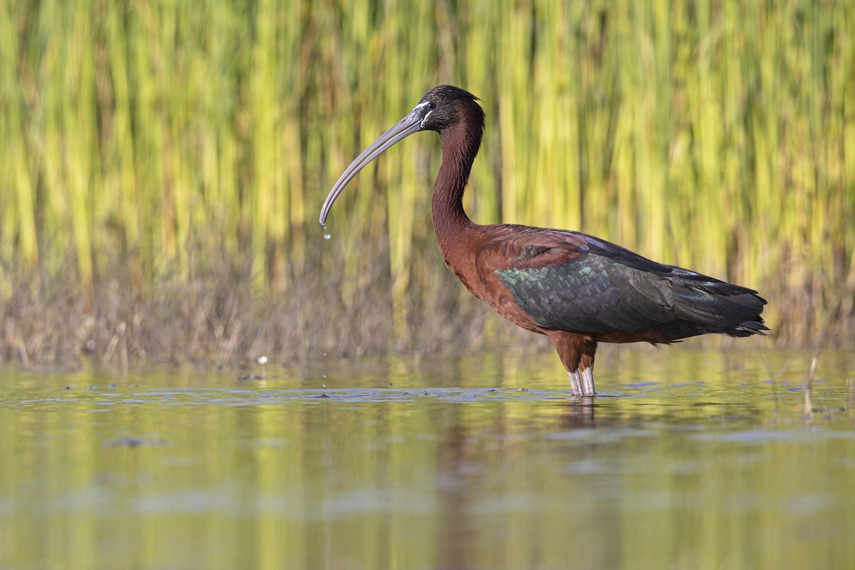 Glossy Ibis - ML646698995