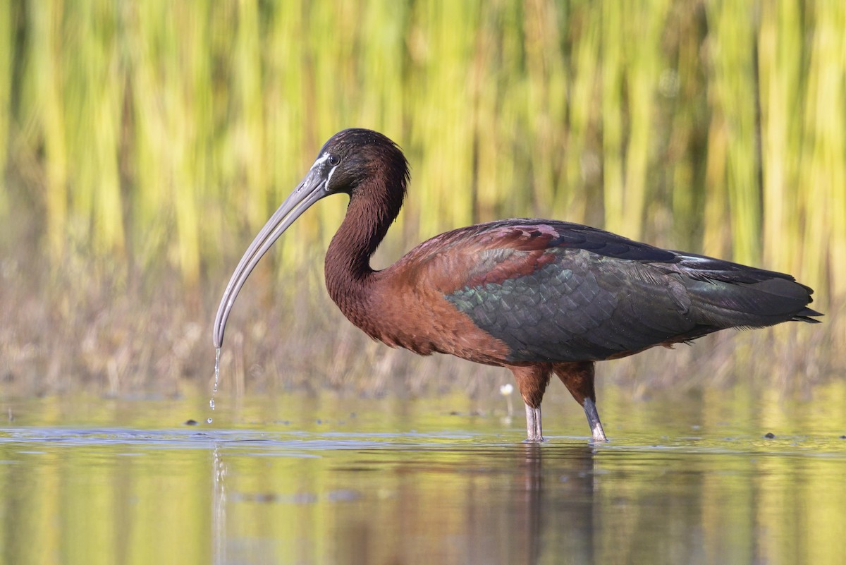 Glossy Ibis - ML646698996