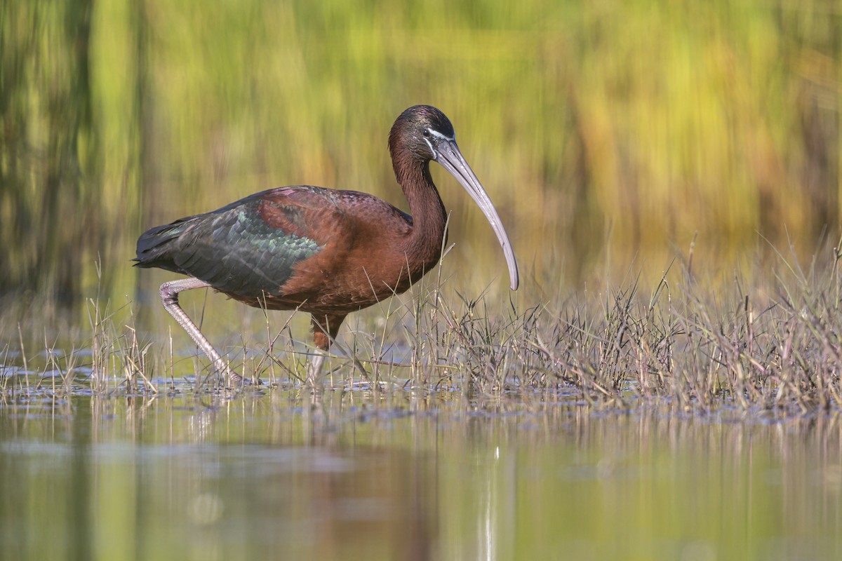 Glossy Ibis - ML646698997